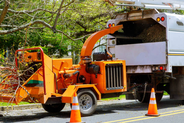 The Steps Involved in Our Tree Care Process in Blue Ridge, VA